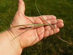 Carex melanostachya