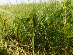 Carex melanostachya