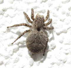 Salticidae