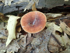 Lactarius quietus incanus