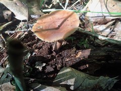 Lactarius quietus incanus