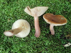 Lactarius quietus incanus