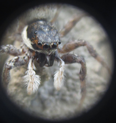 Menemerus semilimbatus