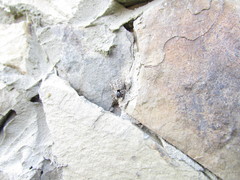 Menemerus semilimbatus