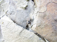 Menemerus semilimbatus