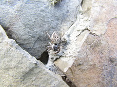 Menemerus semilimbatus