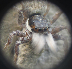 Menemerus semilimbatus