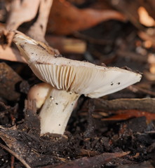 Russula neerimea
