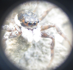 Menemerus semilimbatus