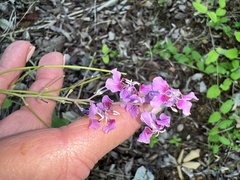 Streptanthus maculatus
