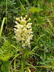 Platanthera × bicolor