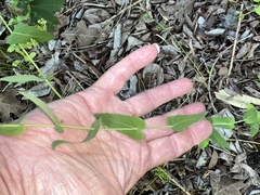 Streptanthus maculatus