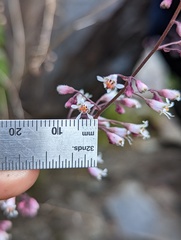 Heuchera brevistaminea