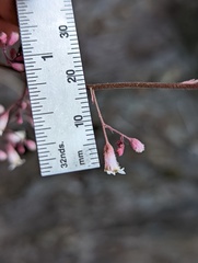Heuchera brevistaminea