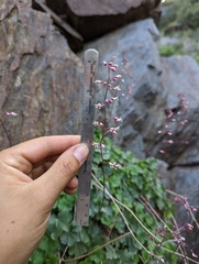 Heuchera brevistaminea