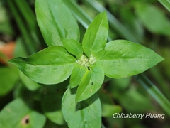 Spermacoce mauritiana