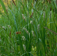 Carex melanostachya