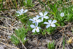 Phlox missoulensis