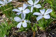 Phlox missoulensis