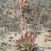 Dudleya acuminata - Photo (c) Jose Luis Leon de la Luz,  זכויות יוצרים חלקיות (CC BY-NC), הועלה על ידי Jose Luis Leon de la Luz