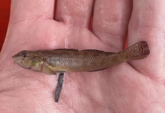 Etheostoma olmstedi