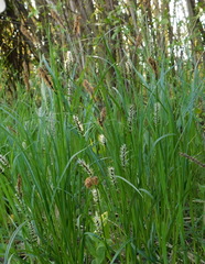 Carex melanostachya