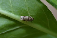 Pseudexentera spoliana