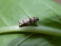 Pseudexentera spoliana