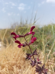 Salvia hierosolymitana