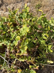 Sonchus parathalassius