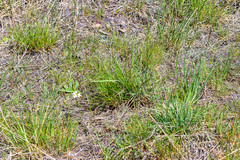 Boechera pendulocarpa