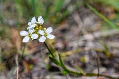 Boechera pendulocarpa