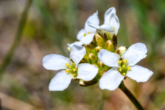 Boechera pendulocarpa