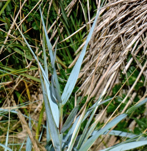 Fuegian Couch (Elymus magellanicus)