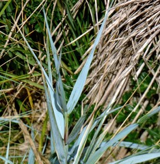 Elymus magellanicus
