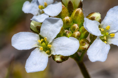 Boechera pendulocarpa