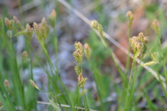Carex castanea