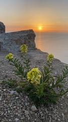 Erysimum cuspidatum