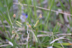 Carex castanea