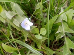 Veronica filiformis