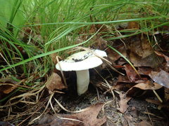 Lactifluus glaucescens