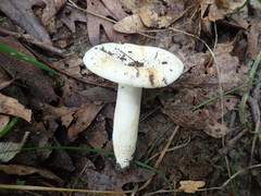 Lactifluus glaucescens