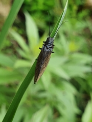 Sialis fuliginosa