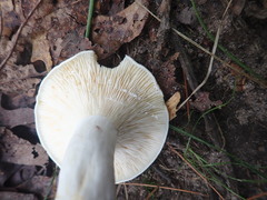 Lactifluus glaucescens