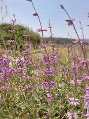 Salvia judaica