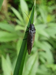 Sialis fuliginosa