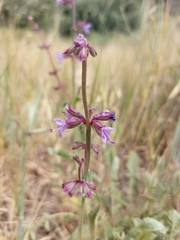 Salvia judaica