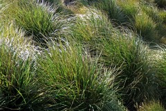 Poa flabellata