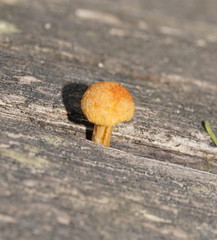 Gymnopilus eucalyptorum