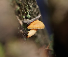 Gymnopilus eucalyptorum